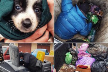 Cățeluș aruncat la coșul de gunoi subteran