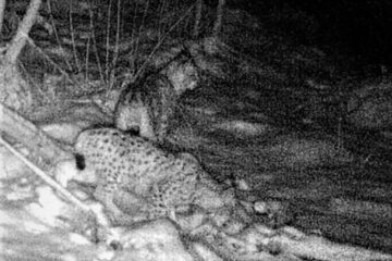 Familie de râși carpatini OS Breaza