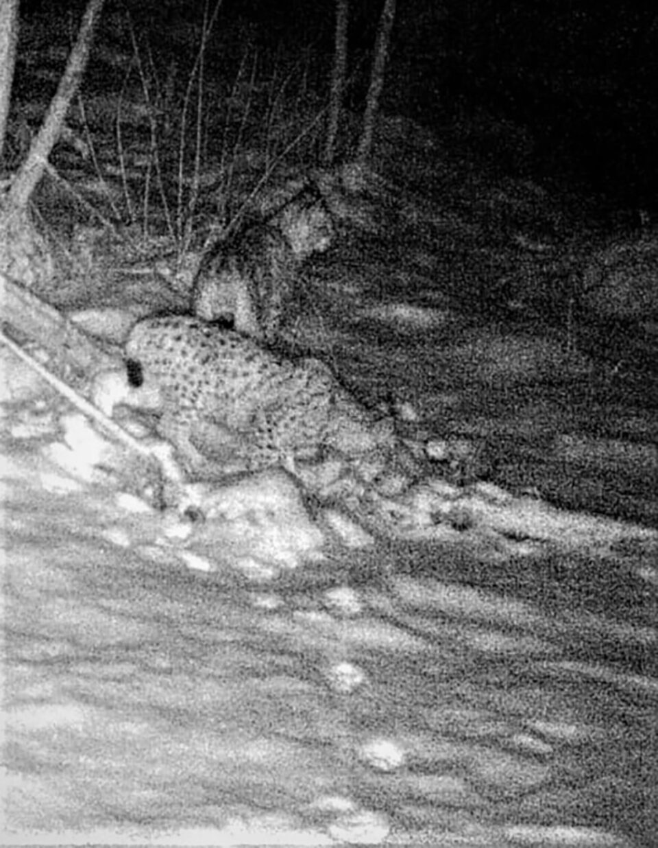 Familie de râși carpatini OS Breaza