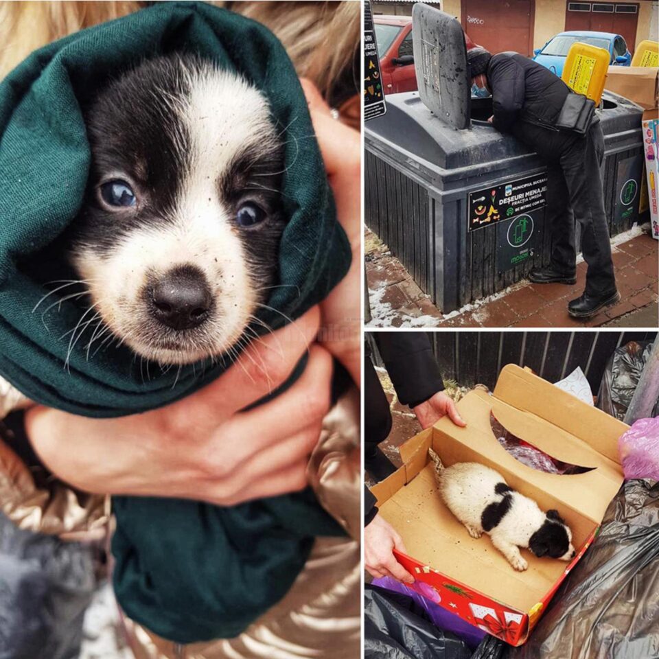 Cățeluș aruncat la coșul de gunoi subteran