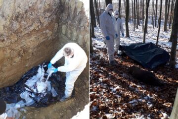 În ultima săptămână au fost împușcați 11 proci mistreți, 8 de la Pătrăuți și 3 de la Adâncata