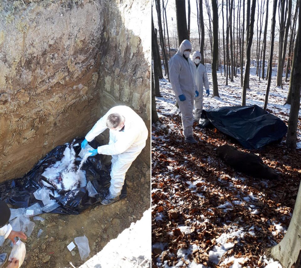 În ultima săptămână au fost împușcați 11 proci mistreți, 8 de la Pătrăuți și 3 de la Adâncata În ultima săptămână au fost împușcați 11 proci mistreți, 8 de la Pătrăuți și 3 de la Adâncata