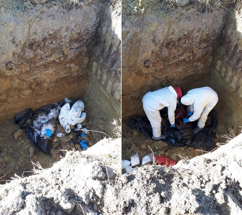 Toți mistreții împușcați au fost băgați în saci de plastic peste care s-a turnat sodă caustică și au fost îngropați la 2 metri sub pământ