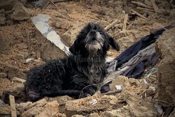 Câinele rămas să păzească dărâmăturile casei bătrânești demolate, după mai bine de trei ani de la moartea stapanilor