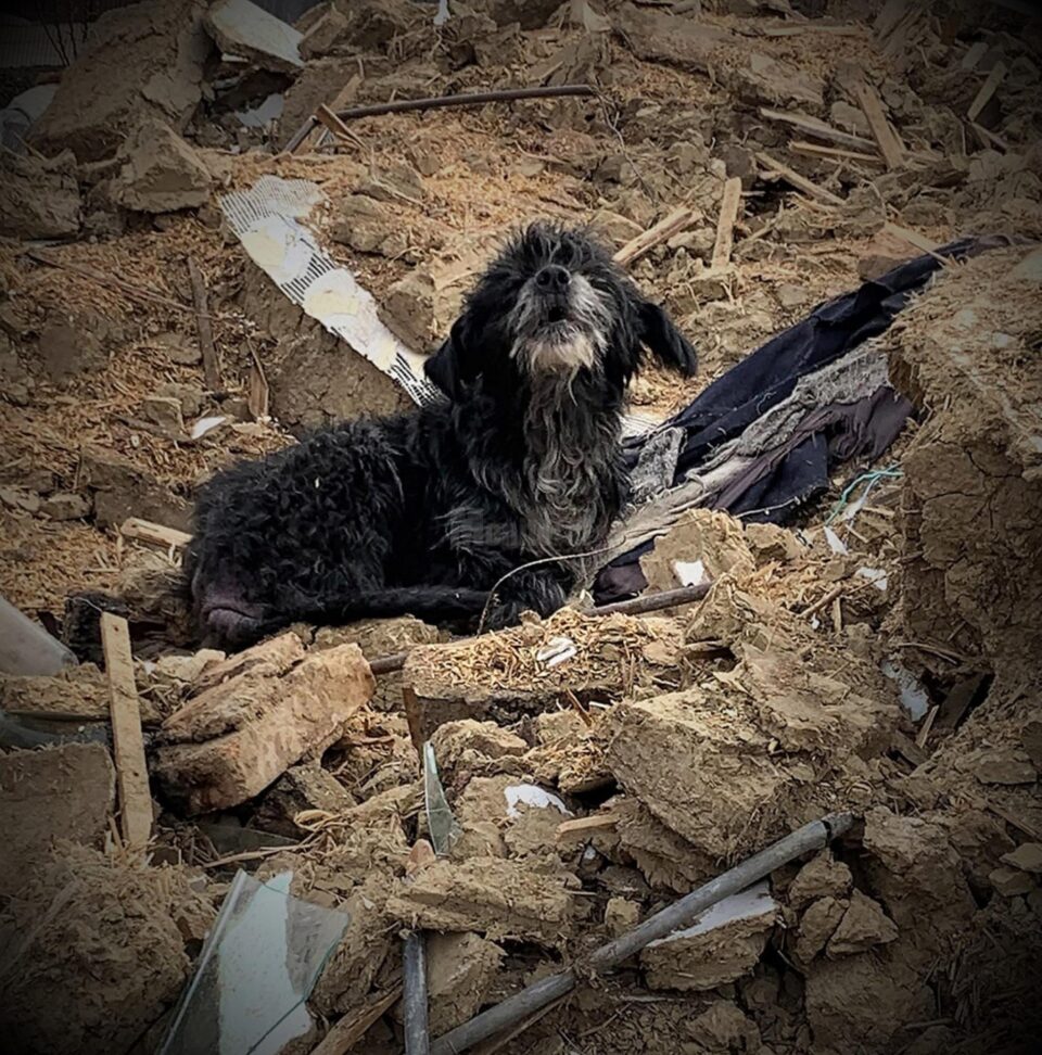 Câinele rămas să păzească dărâmăturile casei bătrânești demolate, după mai bine de trei ani de la moartea stăpânilor