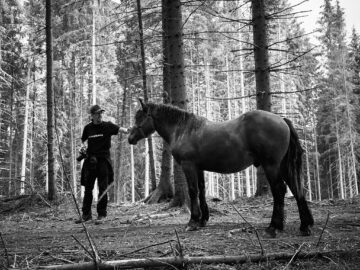 De pe Mestecăniș, prin pădure, pe jos, până la Vatra Dornei