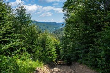 De la Mănăstirea Sucevița, prin pădure, 21 de kilometri, la Mănăstirea Moldovița