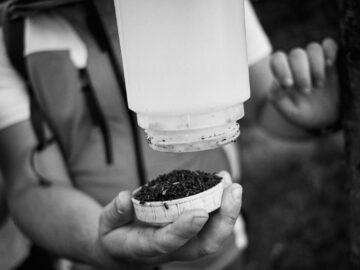 De pe Mestecăniș, prin pădure, pe jos, până la Vatra Dornei