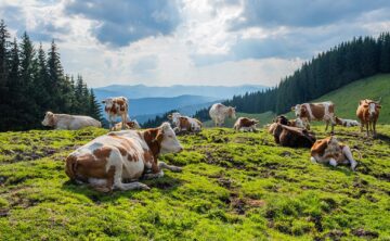 De la Mănăstirea Sucevița, prin pădure, 21 de kilometri, la Mănăstirea Moldovița