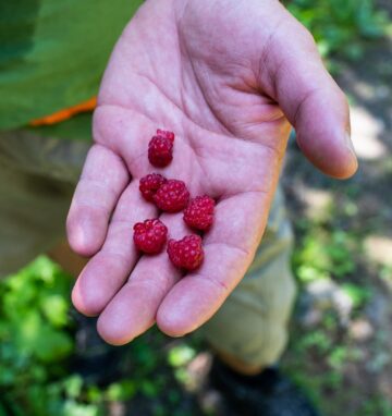 Sadova – Pasul Mestecăniș, traseul cu cele mai frumoase priveliști