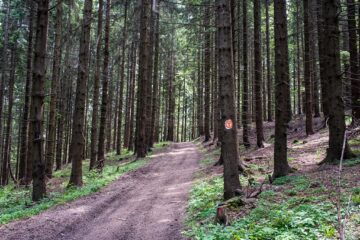De la Mănăstirea Sucevița, prin pădure, 21 de kilometri, la Mănăstirea Moldovița
