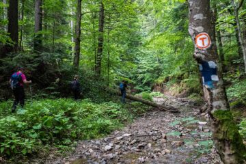 120 de kilometri de mers pe jos, prin pădurile și munții Bucovinei