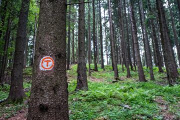 De la Mănăstirea Sucevița, prin pădure, 21 de kilometri, la Mănăstirea Moldovița