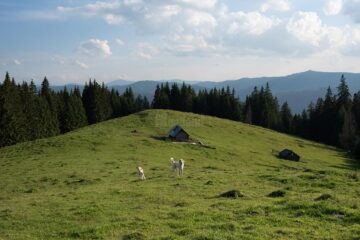 De la Mănăstirea Sucevița, prin pădure, 21 de kilometri, la Mănăstirea Moldovița