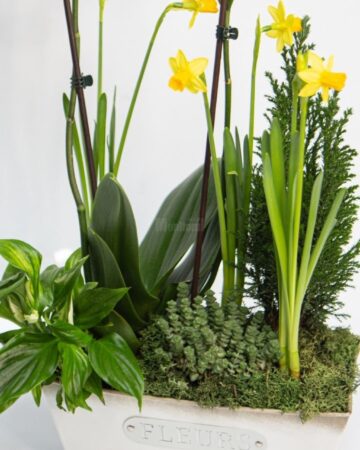 Aranjamente unice, „flori pentru suflet”, ofertă bogată pentru 8 Martie, toate la Queen Concept Flowers