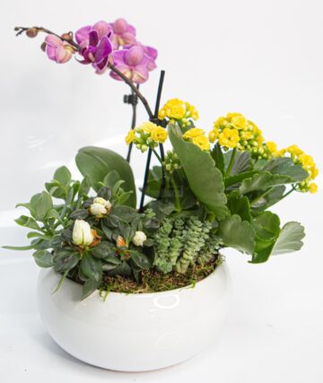 Aranjamente unice, „flori pentru suflet”, ofertă bogată pentru 8 Martie, toate la Queen Concept Flowers