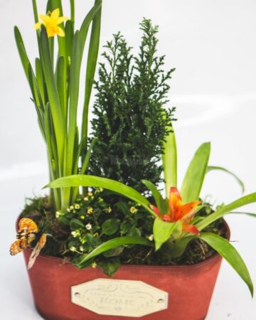Aranjamente unice, „flori pentru suflet”, ofertă bogată pentru 8 Martie, toate la Queen Concept Flowers