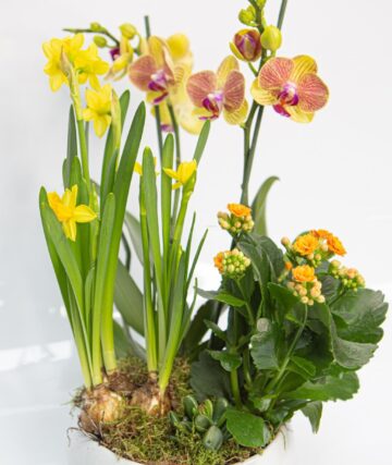 Aranjamente unice, „flori pentru suflet”, ofertă bogată pentru 8 Martie, toate la Queen Concept Flowers