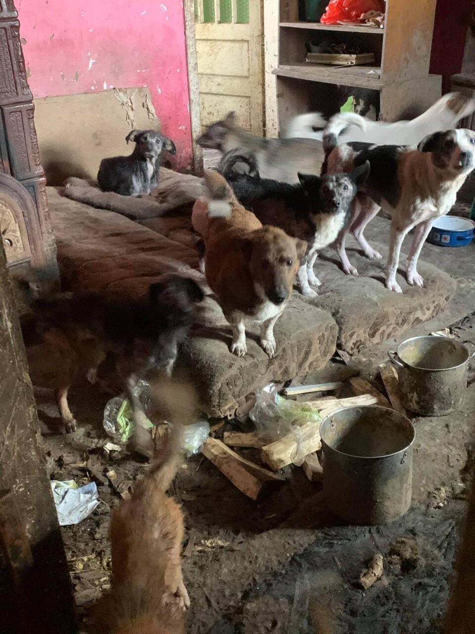Femeia trăia alături de 14 câini și 3 pisici, într-o locuință total insalubră