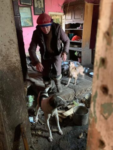 Femeia din Mușenița care trăia alături de 14 câini și 3 pisici, într-o locuință total insalubră