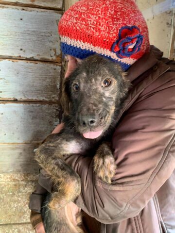 O femeie trăia alături de 14 câini și 3 pisici, plus cadavre de animale, într-o locuință total insalubră