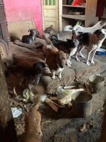 O femeie trăia alături de 14 câini și 3 pisici, plus cadavre de animale, într-o locuință total insalubră
