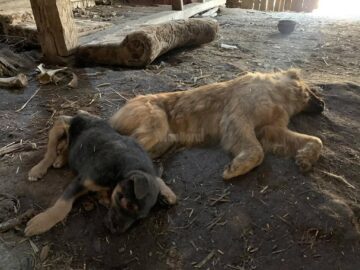 O femeie trăia alături de 14 câini și 3 pisici, plus cadavre de animale, într-o locuință total insalubră