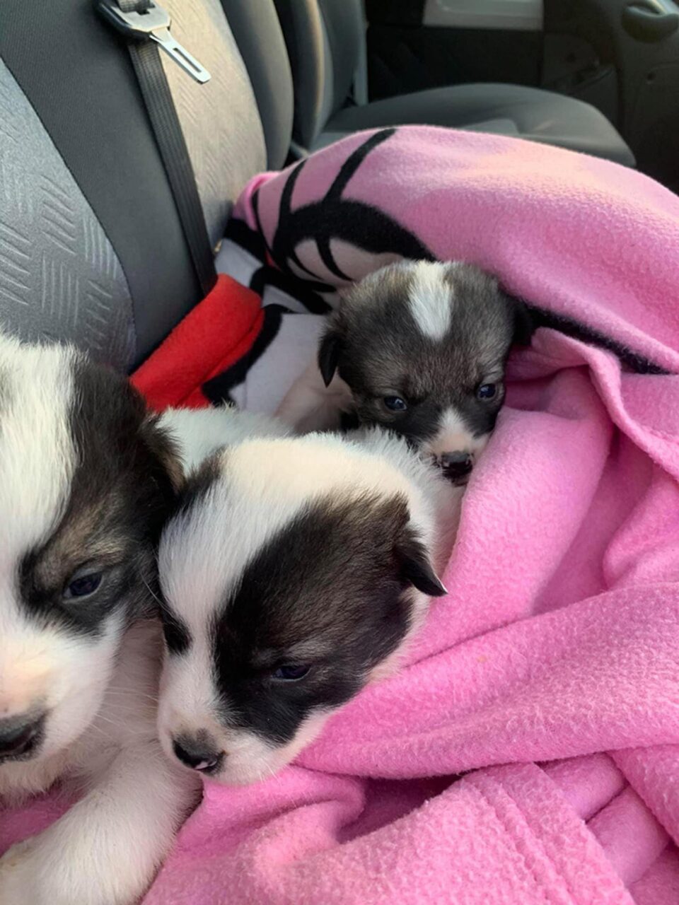 Patru pui de câine din rasa ciobănesc, abandonați într-un sac de rafie. Unul a murit