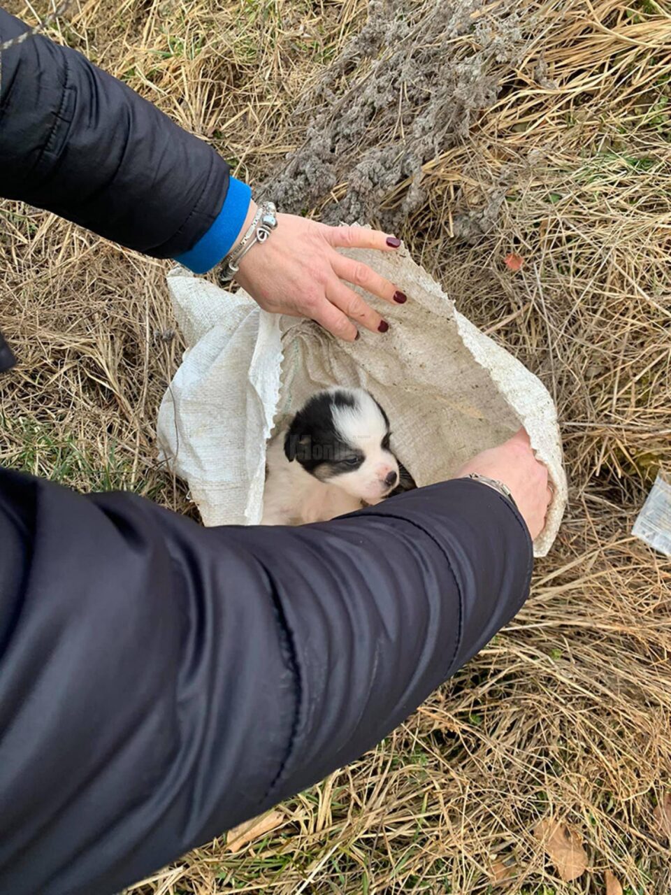 Patru pui de câine din rasa ciobănesc, abandonați într-un sac de rafie. Unul a murit