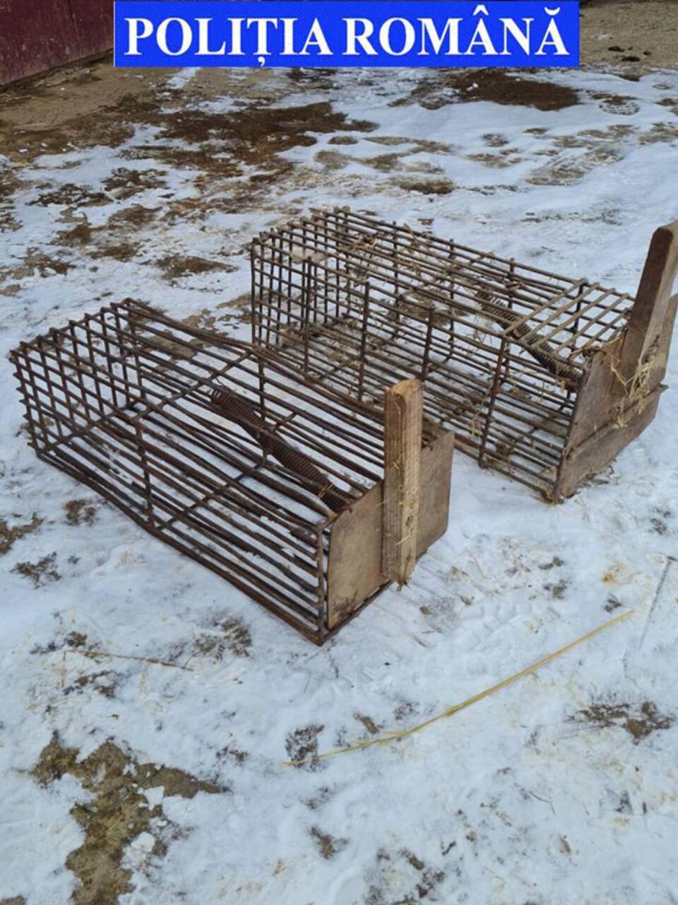 Trofee de vânătoare expuse ca la muzeu, în casa unui braconier de la Sucevița