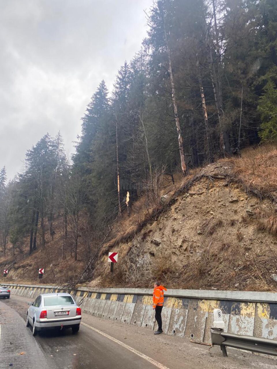 Locul de unde s-a frânt arborele care a căzut peste mașină