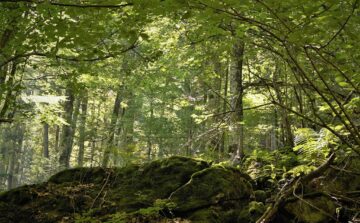 Fondul forestier național are în prezent o suprafață de peste 7 milioane de hectare