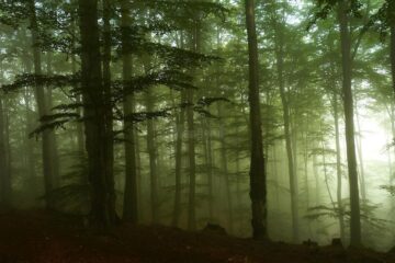 Fondul forestier național are în prezent o suprafață de peste 7 milioane de hectare