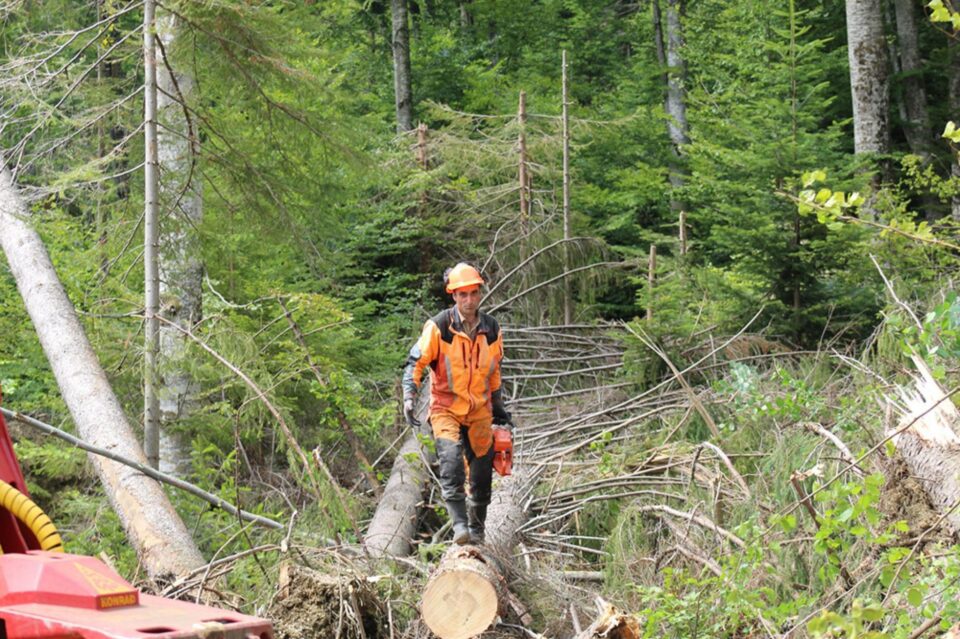 Măsuri pentru dezvoltarea sectorului forestier și a industriei de prelucrare a lemnului, prin PNRR, înaintate de către Asociația Forestierilor din România Măsuri pentru dezvoltarea sectorului forestier și a industriei de prelucrare a lemnului, prin PNRR, înaintate de către Asociația Forestierilor din România