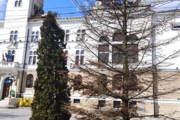 Trei dintre brazii ornamentali care înfrumusețau zona din fața Palatului Administrativ Suceava s-au uscat complet și urmează să fie tăiați