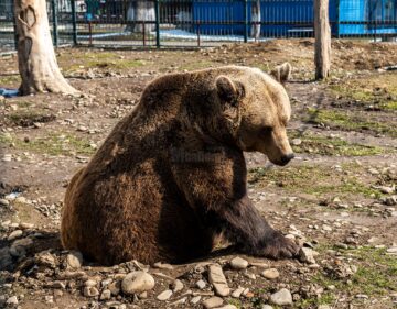 Baloo, tigrii de la circ, Pic și Poc, Simba și leoaicele sale, vedetele Parcului Zoologic Rădăuți
