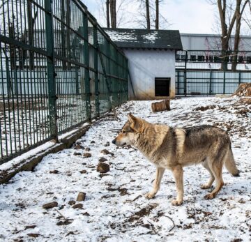 Baloo, tigrii de la circ, Pic și Poc, Simba și leoaicele sale, vedetele Parcului Zoologic Rădăuți