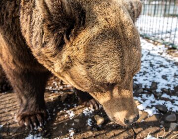 Baloo, tigrii de la circ, Pic și Poc, Simba și leoaicele sale, vedetele Parcului Zoologic Rădăuți