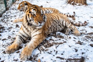 Baloo, tigrii de la circ, Pic și Poc, Simba și leoaicele sale, vedetele Parcului Zoologic Rădăuți