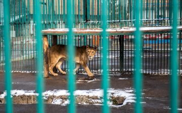 Baloo, tigrii de la circ, Pic și Poc, Simba și leoaicele sale, vedetele Parcului Zoologic Rădăuți