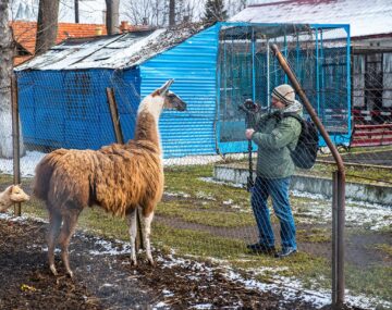 Baloo, tigrii de la circ, Pic și Poc, Simba și leoaicele sale, vedetele Parcului Zoologic Rădăuți