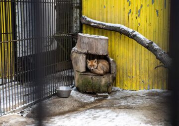 Baloo, tigrii de la circ, Pic și Poc, Simba și leoaicele sale, vedetele Parcului Zoologic Rădăuți