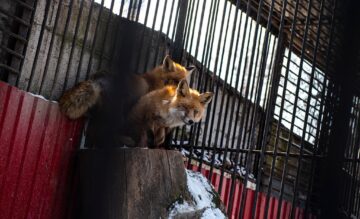 Baloo, tigrii de la circ, Pic și Poc, Simba și leoaicele sale, vedetele Parcului Zoologic Rădăuți