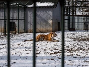 Baloo, tigrii de la circ, Pic și Poc, Simba și leoaicele sale, vedetele Parcului Zoologic Rădăuți
