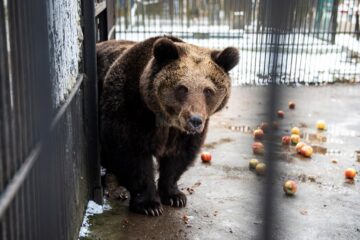 Baloo, tigrii de la circ, Pic și Poc, Simba și leoaicele sale, vedetele Parcului Zoologic Rădăuți