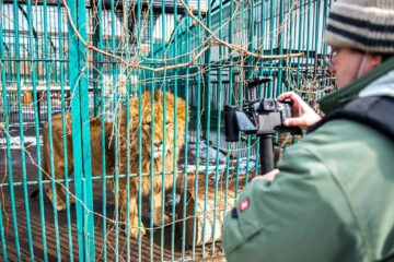 Baloo, tigrii de la circ, Pic și Poc, Simba și leoaicele sale, vedetele Parcului Zoologic Rădăuți