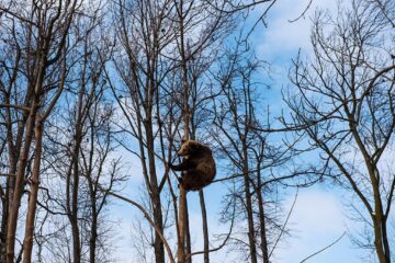 Baloo, tigrii de la circ, Pic și Poc, Simba și leoaicele sale, vedetele Parcului Zoologic Rădăuți