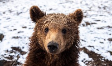 Baloo, tigrii de la circ, Pic și Poc, Simba și leoaicele sale, vedetele Parcului Zoologic Rădăuți