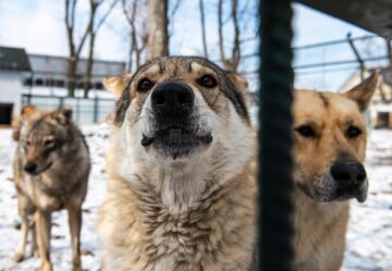 Baloo, tigrii de la circ, Pic și Poc, Simba și leoaicele sale, vedetele Parcului Zoologic Rădăuți
