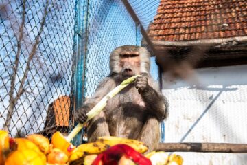 Baloo, tigrii de la circ, Pic și Poc, Simba și leoaicele sale, vedetele Parcului Zoologic Rădăuți